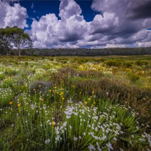 Summer wildflowers blooming in Snowy Mountains meadow at Three mile creek, Kosciuszko national park, Alpine High Country, Southern NSW, Australia