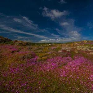 Summer wildflowers at Disappointment bay, King Island, Tasmania, Australia