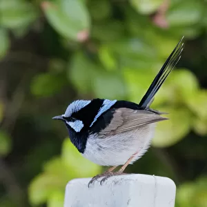 A Superb Fairy Wren resting on a post in Roma, South West Queensland, Australia