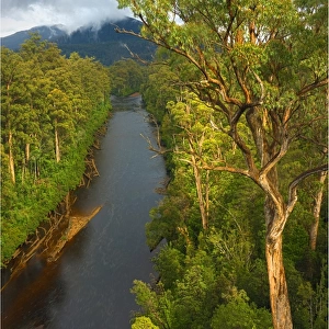 Tahune rainforest, southern Tasmania, Australia