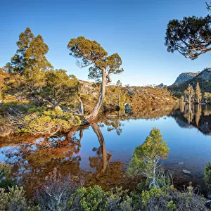 Tasmania wilderness at Cradle Mountain