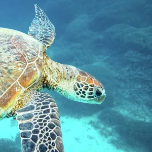 Turtles Of The Great Barrier Reef