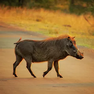 Mammals Collection: Warthog