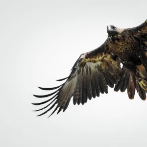 Wedge-tailed eagle in flight