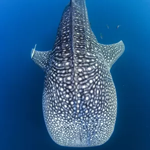 whale shark swimming head on