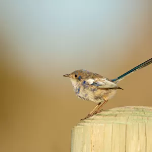 White-winged Fairy-wren on a wooden post