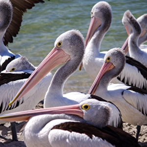 Wild adult Pelicans