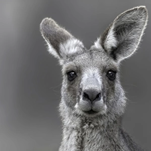 Wild Eastern Gray Kangaroo (Macropus giganteus)