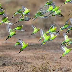 Wild Flock of vibrant green budgerigars flying in the outback of Australia