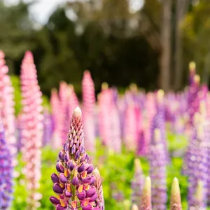 Wild Lupins, Tasmania