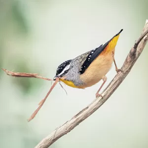 Pardalotes Related Images