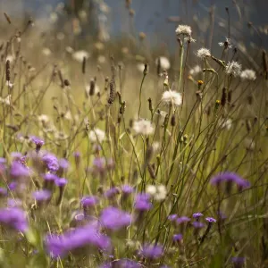 Wildflowers and dandelions