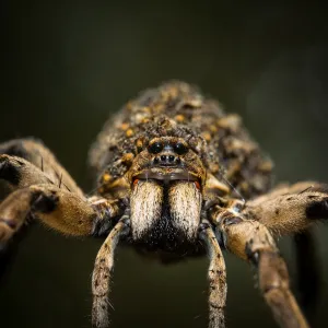 Wolf Spider (Lycosidae), Australia