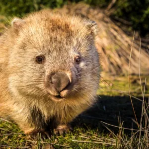 Wombat at Maria island, Tasmania