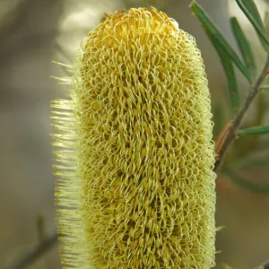 Yellow banksia in Royal National Park, New South Wales, Australia