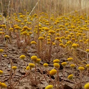 Yellow Bush Wildflowers
