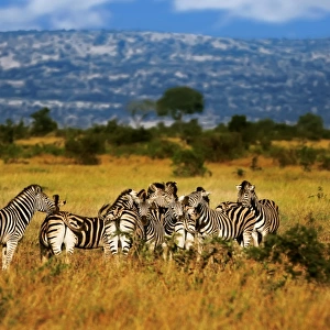 A Zeal of Burchells Zebras in Kruger National Park, South Africa