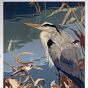 Herons Collection: Related Images