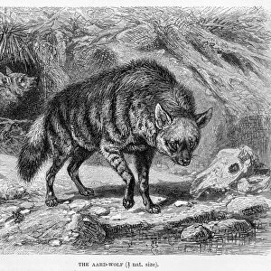 Mammals Collection: Hyaenidae