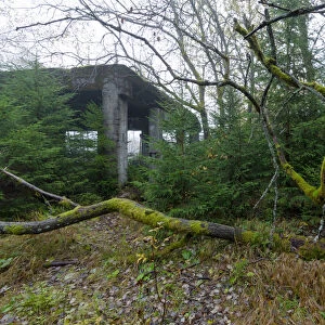 Abandoned tin ore mine facitlity, gnarled deciduous tree, moss