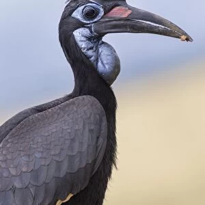 Ground Hornbills Collection: Abyssinian Ground Hornbill