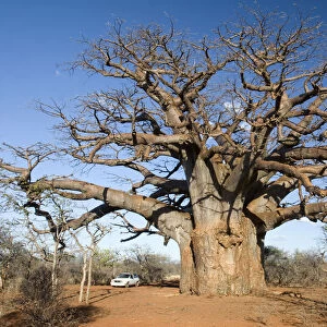 adansonia digitata, bare tree, beauty in nature, boabab tree, car, cloud, color image