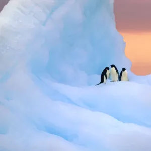 Adelie penguins on iceberg at sunrise