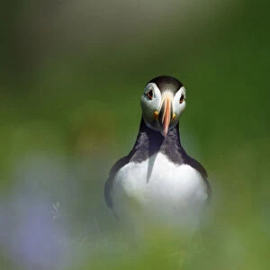 Adult Atlantic Puffin (Fratercula arctica) in lush flowers and grasses during breeding season