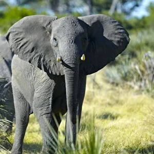 African elephant -Loxodonta africana-, Okavango Delta, Botswana, Africa