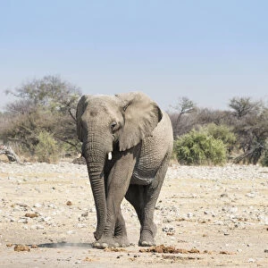 African Elephant -Loxodonta africana-, Etosha National Park, Namibia