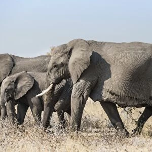 African elephant -Loxodonta africana-, herd, Etosha National Park, Namibia