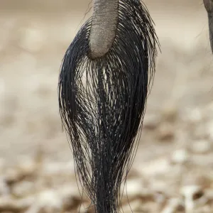 African Elephant tail (Loxoonta africana)