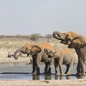 African elephants -Loxodonta africana- at water hole, Etosha National Park, Namibia, Africa