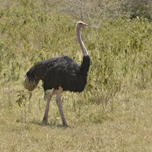 African ostrich -Struthio camelus- in the Ngorongoro Crater, Ngorongoro Conservation Area, Tanzania