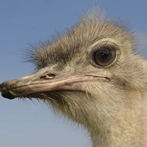 African ostriches (Struthio camelus), ostrich farm, Thalheim, Oschatz, Saxony, Germany, Europe