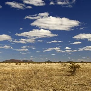 African savannah landscape, Madikwe Game Reserve, South Africa, Africa