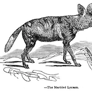 African wild dog engraving 1893