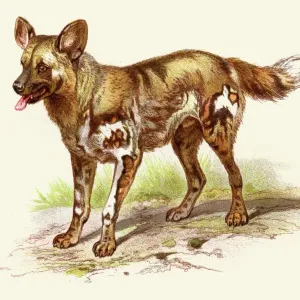 African Wild Dog Print 1888 Illustrated Natural Art