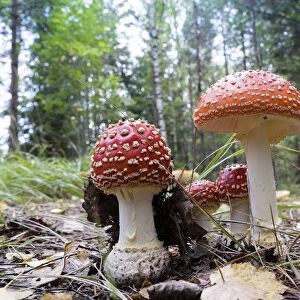 Agaric Mushrooms -Amanita muscaria-, Glaskogen nature reserve, Sweden