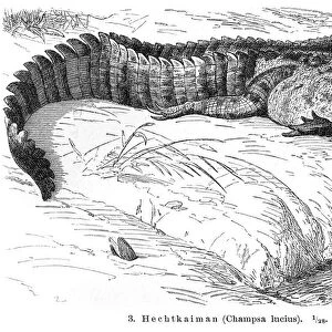 Alligator engraving 1896