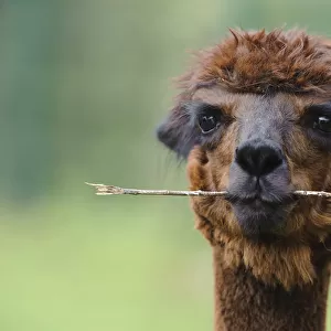 Alpaca -Vicugna pacos-, portrait, animal holding branch in its mouth, Jaderpark, Lower Saxony, Germany, Europe