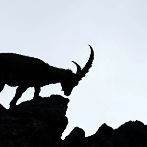 Alpine Ibex -Capra ibex-, silhouette, Bernese Oberland, Canton of Bern, Switzerland
