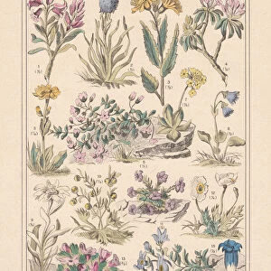 Alpine plants, hand-colored lithograph, published in 1890