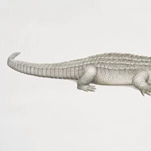 American Alligator (alligator mississippiensis), side view