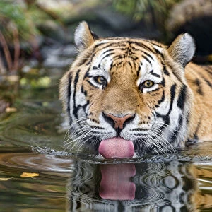 Amur tiger in the water, showing tongue