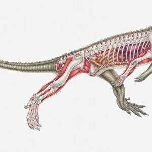 Anatomical illustration of an Euparkeria, a thecodont archosaur, Triassic period