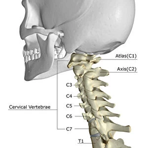 anatomy, back bone, back view, bone, bone structure, bones, bones of the neck, cervical vertebrae