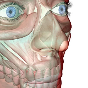 anatomy, buccinator, face, face muscles, front view, frontalis, head, head muscles