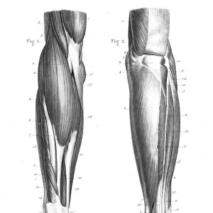 anatomy engraving 1866
