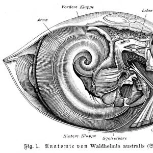Anatomy of shell engraving 1895